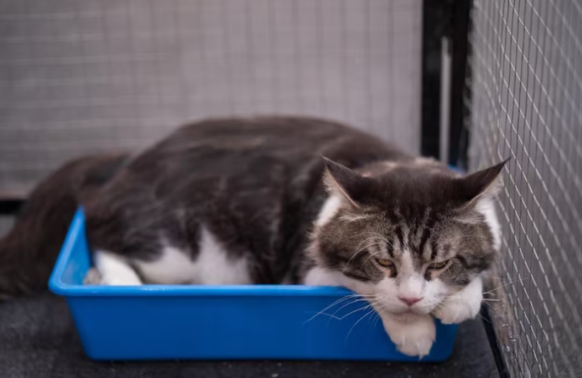 Wie Oft Sollte Eine Katze Urinieren