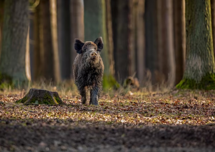 Wildschweine Im Wald Erkennen